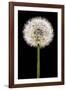 Dandelion Gone To Seed-Steve Gadomski-Framed Photographic Print