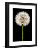 Dandelion Gone To Seed-Steve Gadomski-Framed Photographic Print