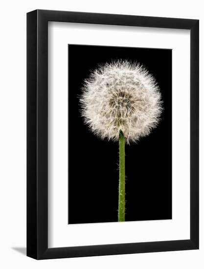 Dandelion Gone To Seed-Steve Gadomski-Framed Photographic Print
