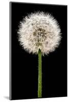 Dandelion Gone To Seed-Steve Gadomski-Mounted Photographic Print
