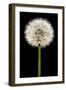 Dandelion Gone To Seed-Steve Gadomski-Framed Photographic Print