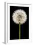 Dandelion Gone To Seed-Steve Gadomski-Framed Photographic Print