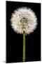 Dandelion Gone To Seed-Steve Gadomski-Mounted Photographic Print