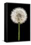 Dandelion Gone To Seed-Steve Gadomski-Framed Stretched Canvas