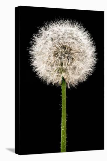 Dandelion Gone To Seed-Steve Gadomski-Stretched Canvas