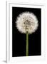 Dandelion Gone To Seed-Steve Gadomski-Framed Premium Photographic Print