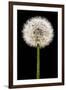 Dandelion Gone To Seed-Steve Gadomski-Framed Premium Photographic Print