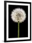 Dandelion Gone To Seed-Steve Gadomski-Framed Premium Photographic Print