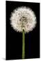 Dandelion Gone To Seed-Steve Gadomski-Mounted Premium Photographic Print