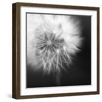 Dandelion Haze B+W-Andreas Stridsberg-Framed Giclee Print