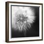 Dandelion Haze B+W-Andreas Stridsberg-Framed Giclee Print