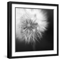 Dandelion Haze B+W-Andreas Stridsberg-Framed Giclee Print