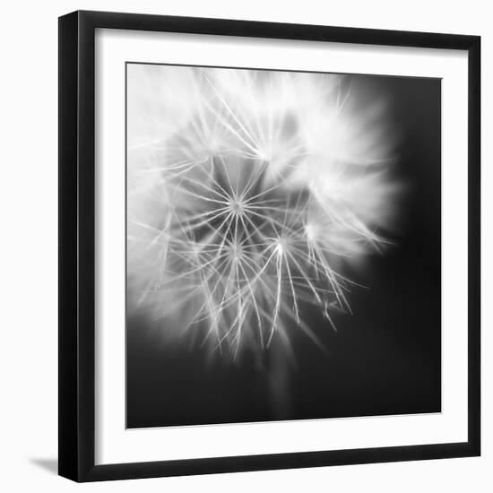 Dandelion Haze B+W-Andreas Stridsberg-Framed Giclee Print