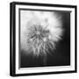 Dandelion Haze B+W-Andreas Stridsberg-Framed Giclee Print