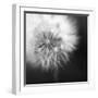 Dandelion Haze B+W-Andreas Stridsberg-Framed Giclee Print