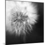 Dandelion Haze B+W-Andreas Stridsberg-Mounted Giclee Print