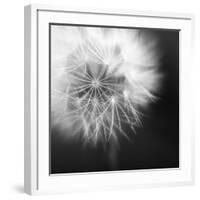 Dandelion Haze B+W-Andreas Stridsberg-Framed Giclee Print