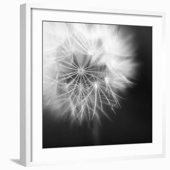 Dandelion Haze B+W-Andreas Stridsberg-Framed Giclee Print