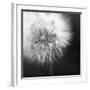 Dandelion Haze B+W-Andreas Stridsberg-Framed Giclee Print