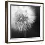Dandelion Haze B+W-Andreas Stridsberg-Framed Giclee Print
