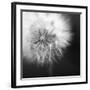 Dandelion Haze B+W-Andreas Stridsberg-Framed Giclee Print