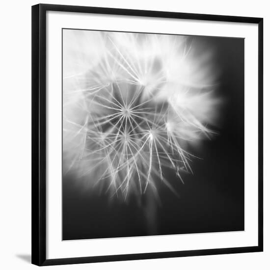 Dandelion Haze B+W-Andreas Stridsberg-Framed Giclee Print