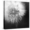 Dandelion Haze B+W-Andreas Stridsberg-Stretched Canvas