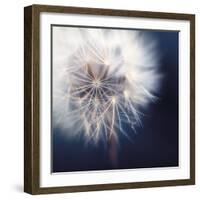 Dandelion Haze-Andreas Stridsberg-Framed Giclee Print