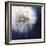 Dandelion Haze-Andreas Stridsberg-Framed Giclee Print