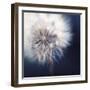 Dandelion Haze-Andreas Stridsberg-Framed Giclee Print