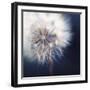 Dandelion Haze-Andreas Stridsberg-Framed Giclee Print