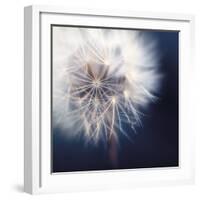 Dandelion Haze-Andreas Stridsberg-Framed Giclee Print