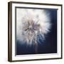 Dandelion Haze-Andreas Stridsberg-Framed Giclee Print