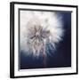 Dandelion Haze-Andreas Stridsberg-Framed Giclee Print