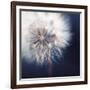 Dandelion Haze-Andreas Stridsberg-Framed Giclee Print