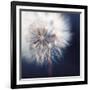 Dandelion Haze-Andreas Stridsberg-Framed Giclee Print