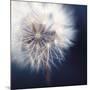 Dandelion Haze-Andreas Stridsberg-Mounted Giclee Print