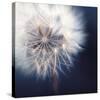 Dandelion Haze-Andreas Stridsberg-Stretched Canvas