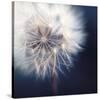 Dandelion Haze-Andreas Stridsberg-Stretched Canvas