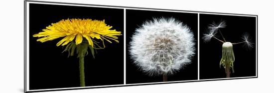 Dandelion Life Cycle-Steve Gadomski-Mounted Photographic Print