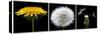 Dandelion Life Cycle-Steve Gadomski-Stretched Canvas