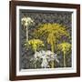 Dandelion on Tumbling Blocks-Susan Clickner-Framed Giclee Print