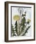 Dandelion Patina II-Naomi McCavitt-Framed Art Print