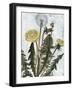 Dandelion Patina II-Naomi McCavitt-Framed Art Print