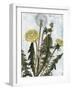 Dandelion Patina II-Naomi McCavitt-Framed Art Print