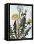 Dandelion Patina II-Naomi McCavitt-Framed Stretched Canvas