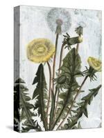 Dandelion Patina II-Naomi McCavitt-Stretched Canvas