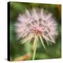 Dandelion Portait-Vincent James-Stretched Canvas