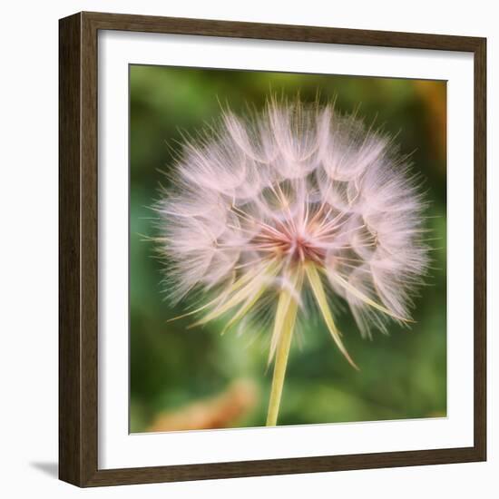 Dandelion Portait-Vincent James-Framed Photographic Print