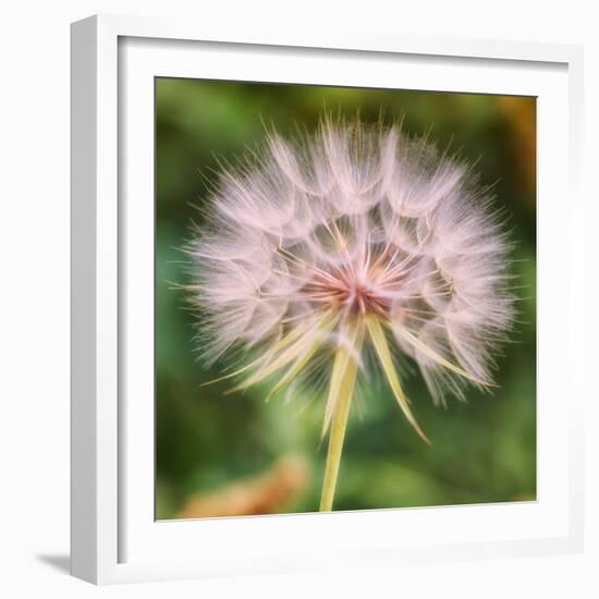 Dandelion Portait-Vincent James-Framed Photographic Print